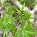 Bursera lancifolia - Photo (c) David Jacobo,  זכויות יוצרים חלקיות (CC BY-NC), הועלה על ידי David Jacobo