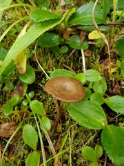 Arrhenia philonotis