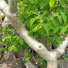 Bursera lancifolia