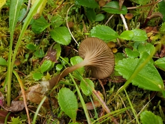 Arrhenia philonotis