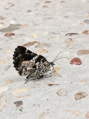 Heterusia