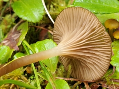 Arrhenia philonotis