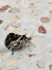 Heterusia