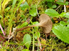 Arrhenia philonotis