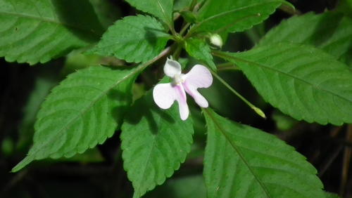 Impatiens hochstetteri