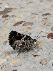 Heterusia