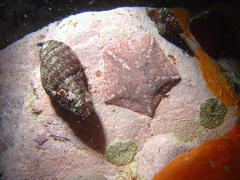 Parvulastra dyscrita