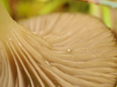 Arrhenia philonotis
