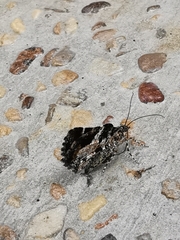 Heterusia