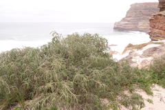 Passerina ericoides