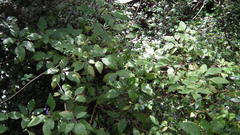 Plectranthus ecklonii