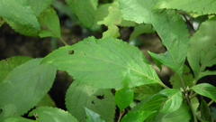 Plectranthus ecklonii