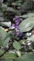 Plectranthus ecklonii