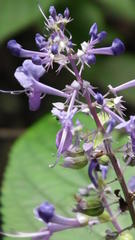 Plectranthus ecklonii