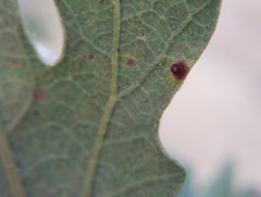 Neuroterus saltatorius