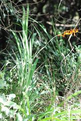 Crocosmia aurea aurea