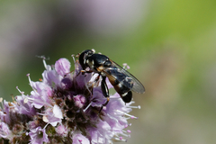 Syritta pipiens