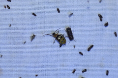 Paranapiacaba connexa