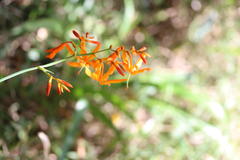 Crocosmia aurea aurea