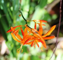 Crocosmia aurea aurea