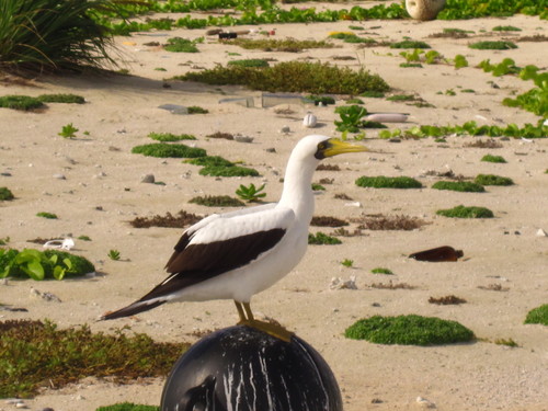 Sula dactylatra observed 2011-10-23