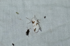 Euerythra trimaculata