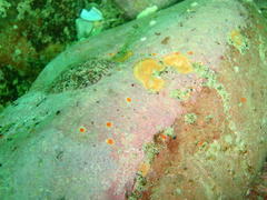 Parvulastra dyscrita