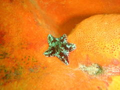 Parvulastra dyscrita