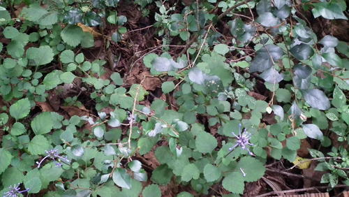 Plectranthus ambiguus, photograph 2