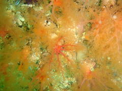 Thyone aurea