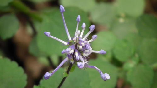 Plectranthus ambiguus, photograph 3