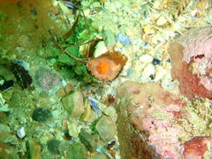 Thyone aurea