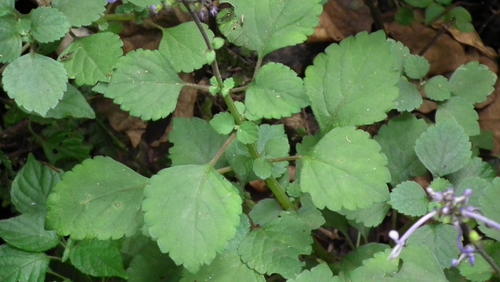Plectranthus ambiguus, photograph 4