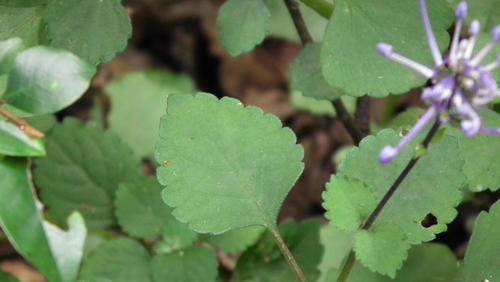 Plectranthus ambiguus, photograph 5