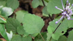 Plectranthus ambiguus