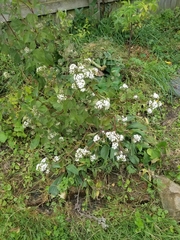 Magnoliopsida