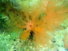 Thyone aurea