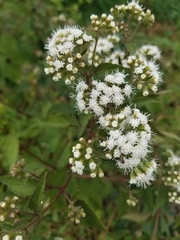 Magnoliopsida