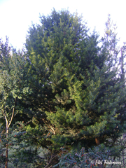 Podocarpus nubigenus