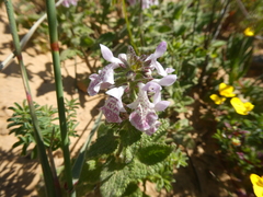 Stachys bolusii