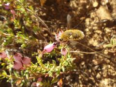 Australoechus hirtus