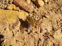 Australoechus hirtus