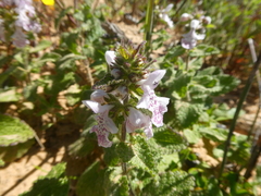 Stachys bolusii