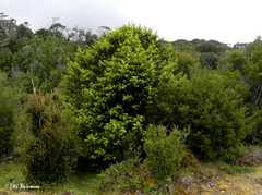 Podocarpus nubigenus