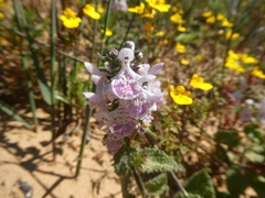 Stachys bolusii
