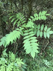 Sorbaria tomentosa