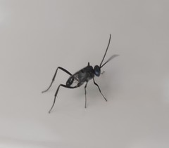 Evania appendigaster