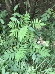 Sorbaria tomentosa