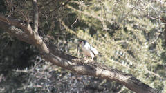 Polihierax semitorquatus