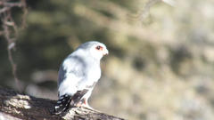 Polihierax semitorquatus